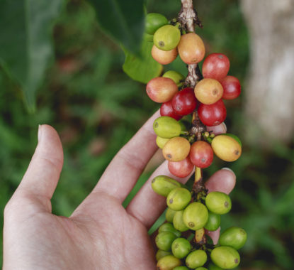 Cueillette cerise de café